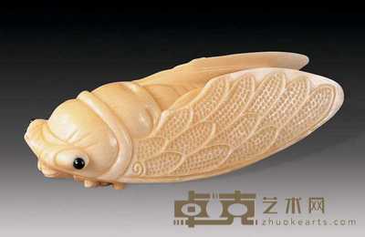 象牙蝉 长6cm